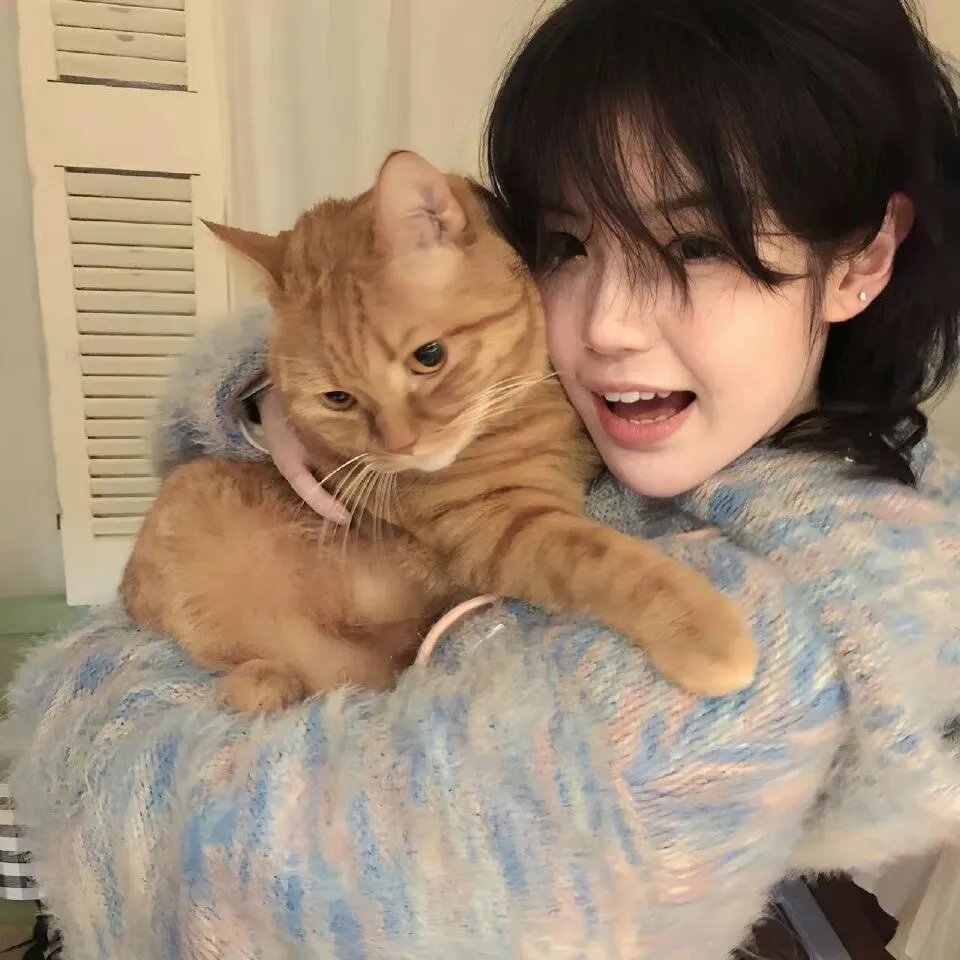 猫侍 前往南之岛